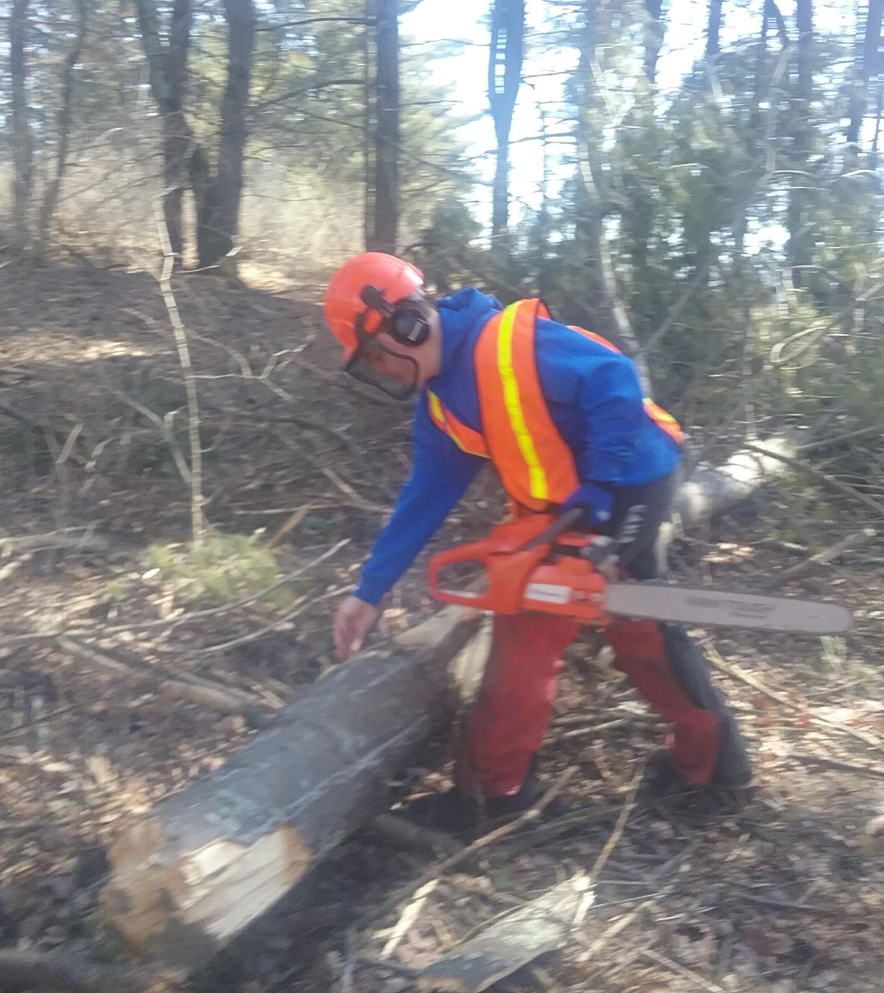 Student cutting trees
