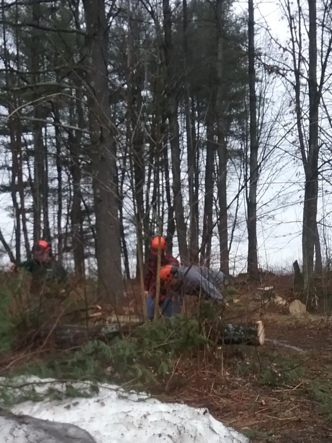 students cutting trees